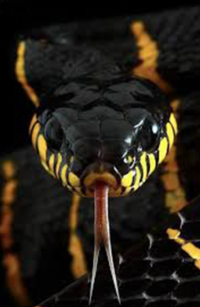 فیلم مستند مار دوبله فارسی ۱۹۸۰