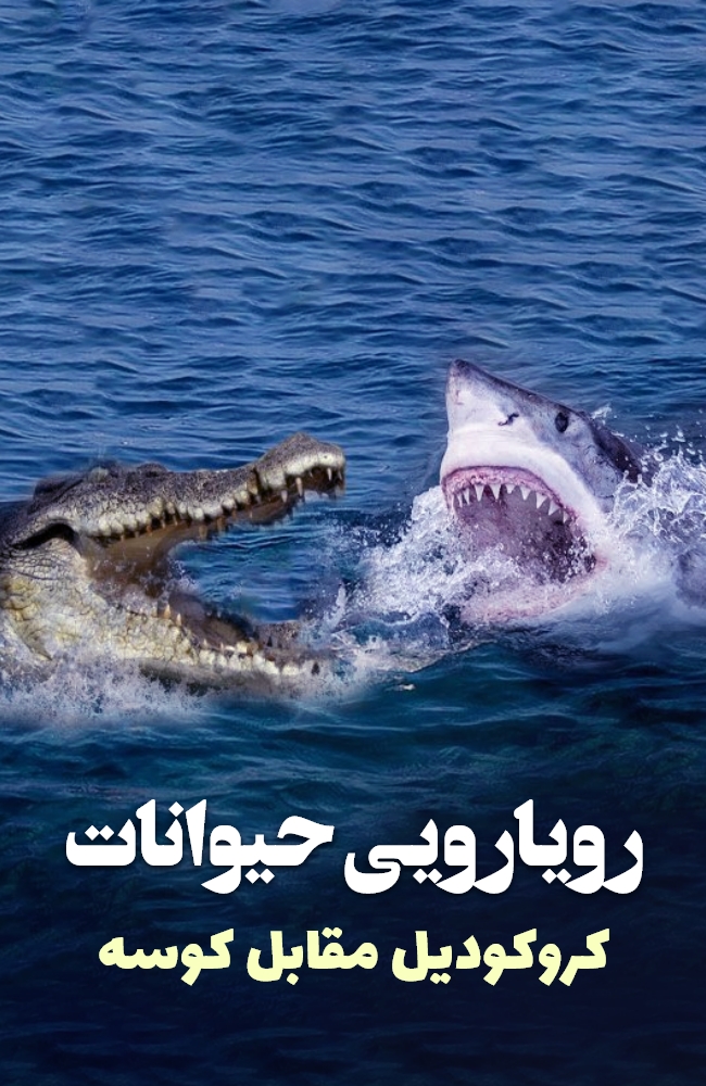 فیلم رویارویی حیوانات: کروکدیل مقابل کوسه دوبله فارسی ۲۰۰۴